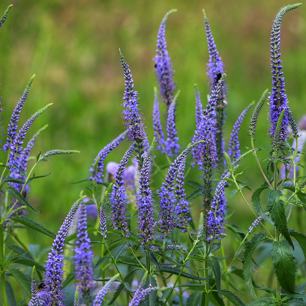 Veronica longifolia - Verónica de hojas largas