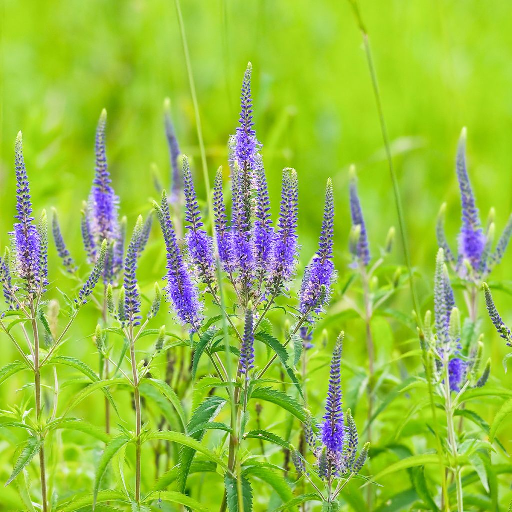 Veronica longifolia - Verónica de hojas largas