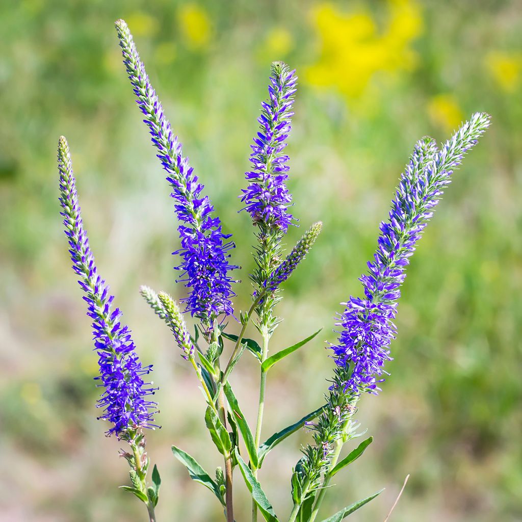 Veronica longifolia - Verónica de hojas largas