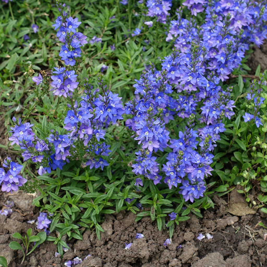 Veronica prostrata - Verónica postrada