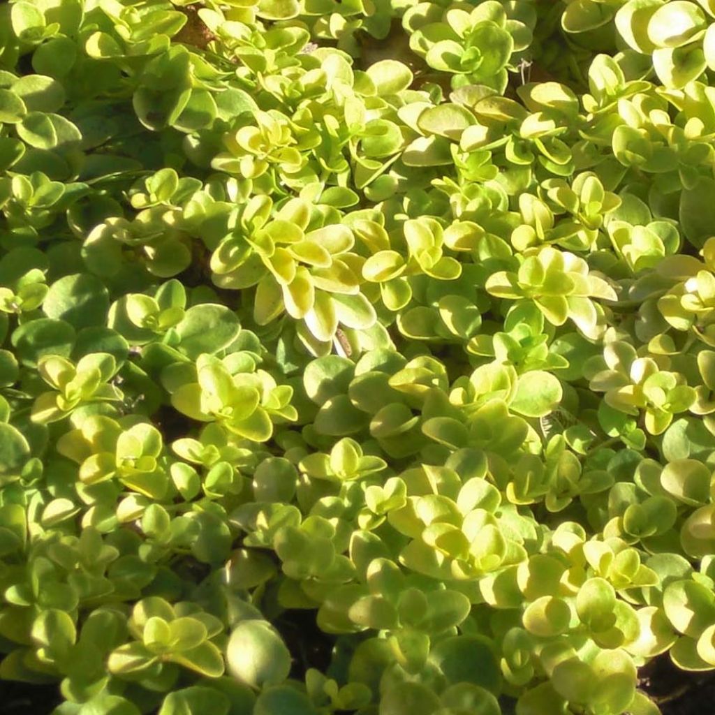 Veronica repens Sunshine - Véronique rampante.