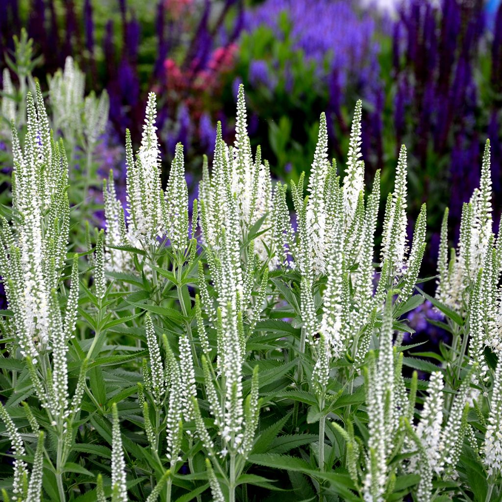 Veronica spicata Alba - Verónica espigada