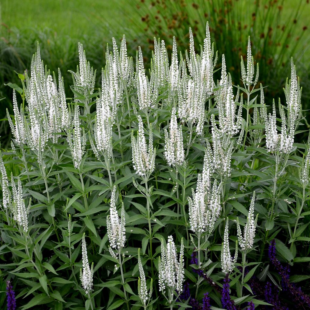 Veronica spicata Alba - Verónica espigada