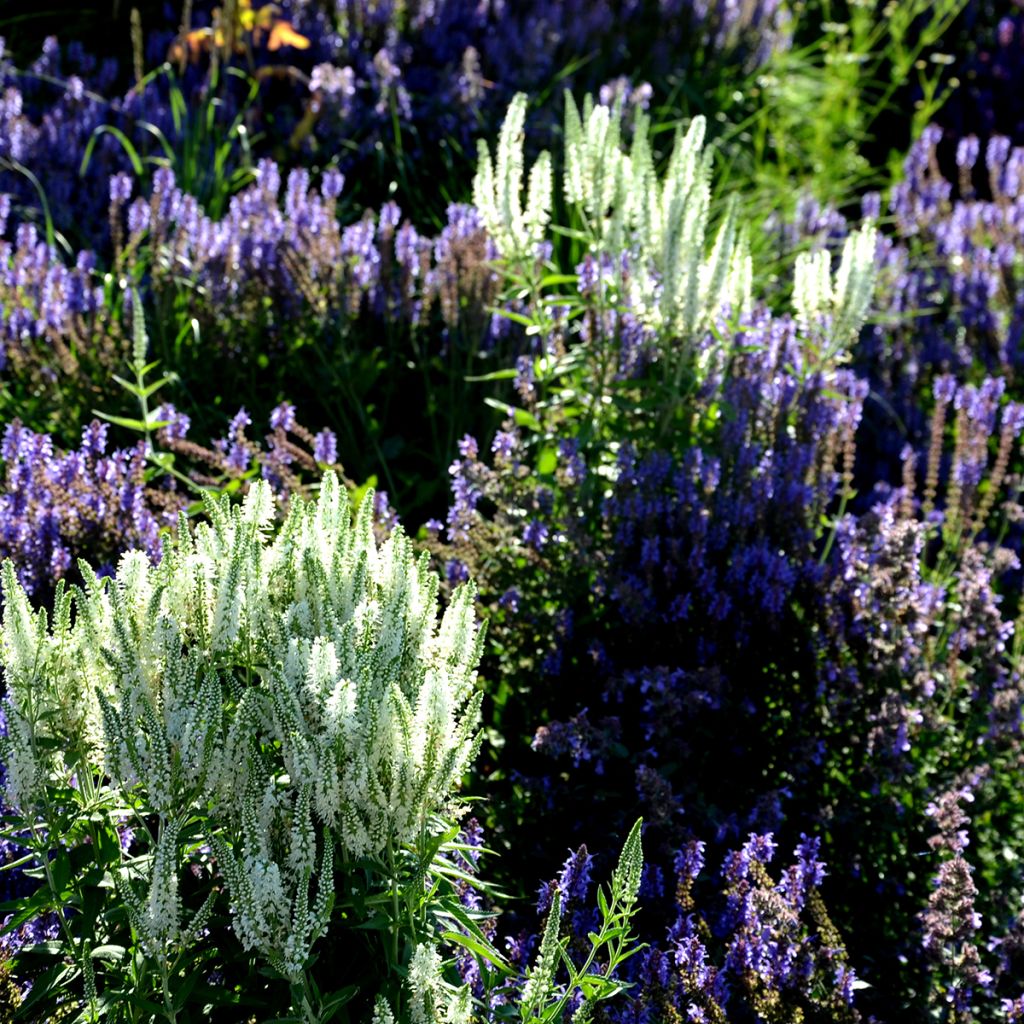 Veronica spicata Alba - Verónica espigada