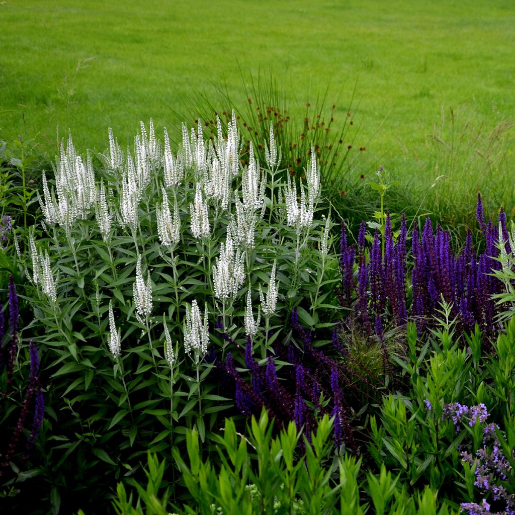 Veronica spicata Alba - Verónica espigada