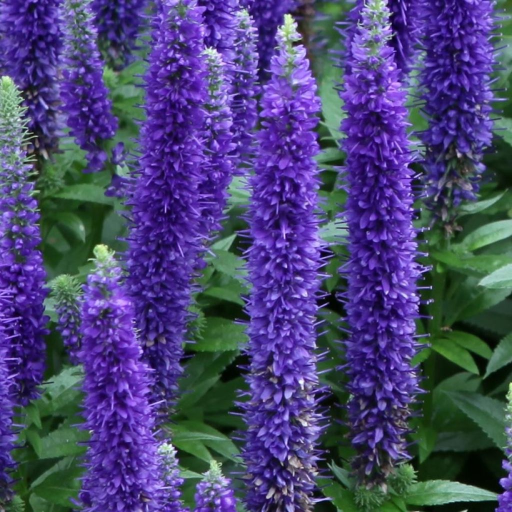 Veronica spicata Royal Candles - Verónica espigada