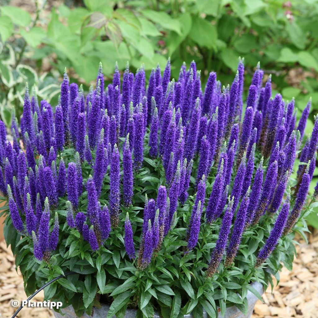 Veronica spicata Royal Candles - Verónica espigada