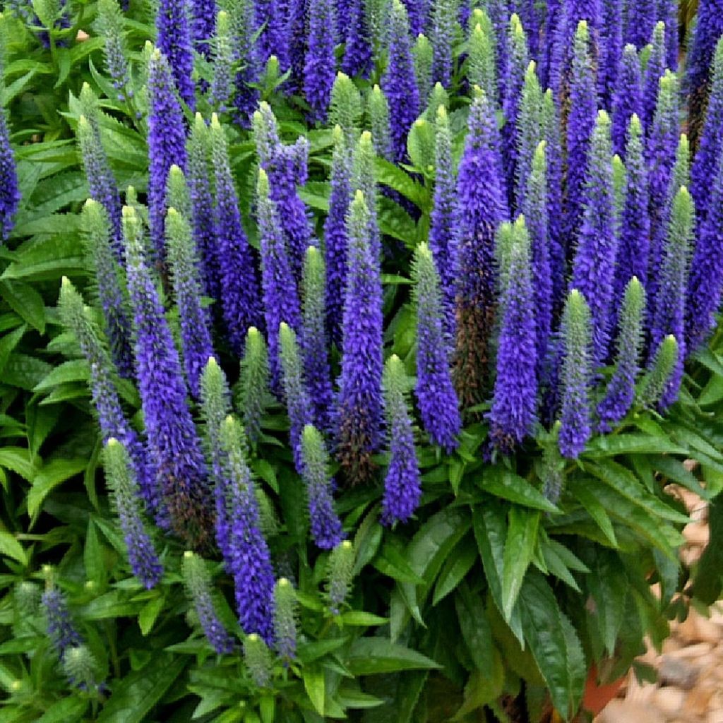 Veronica spicata Royal Candles - Verónica espigada