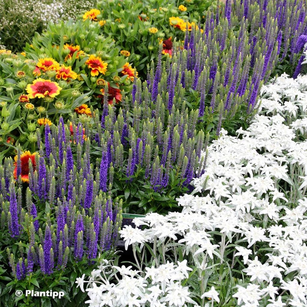 Veronica spicata Royal Candles - Verónica espigada