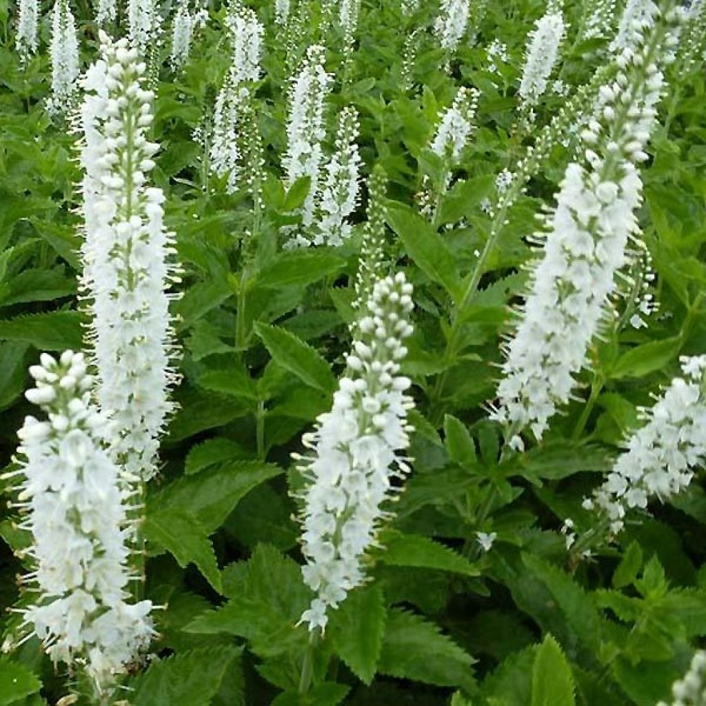 Veronica spicata Icicle - Véronique en épis Icicle