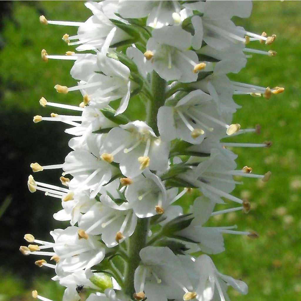 Veronica spicata Icicle - Véronique en épis Icicle