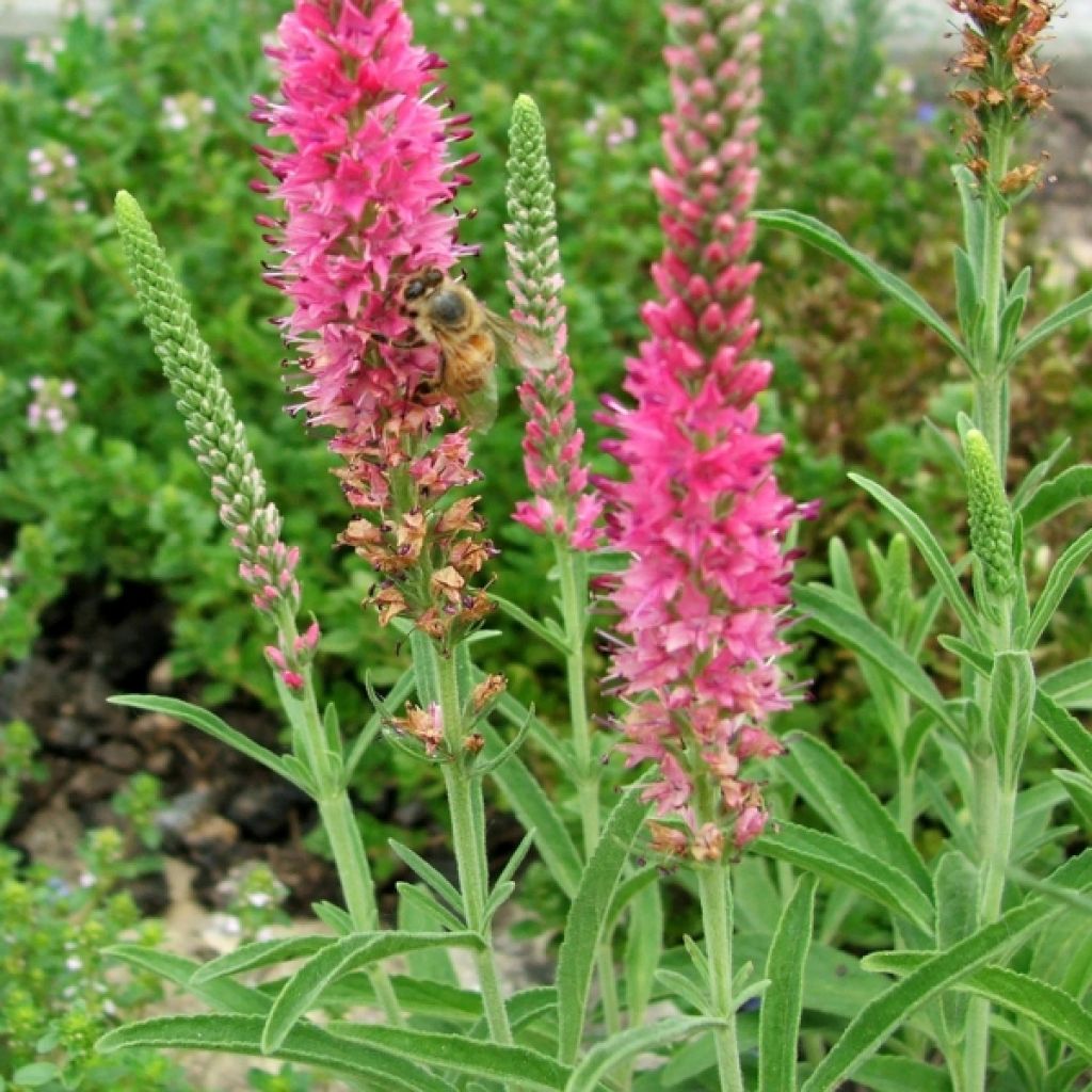 Véronique en épis - Veronica spicata Rotfuchs