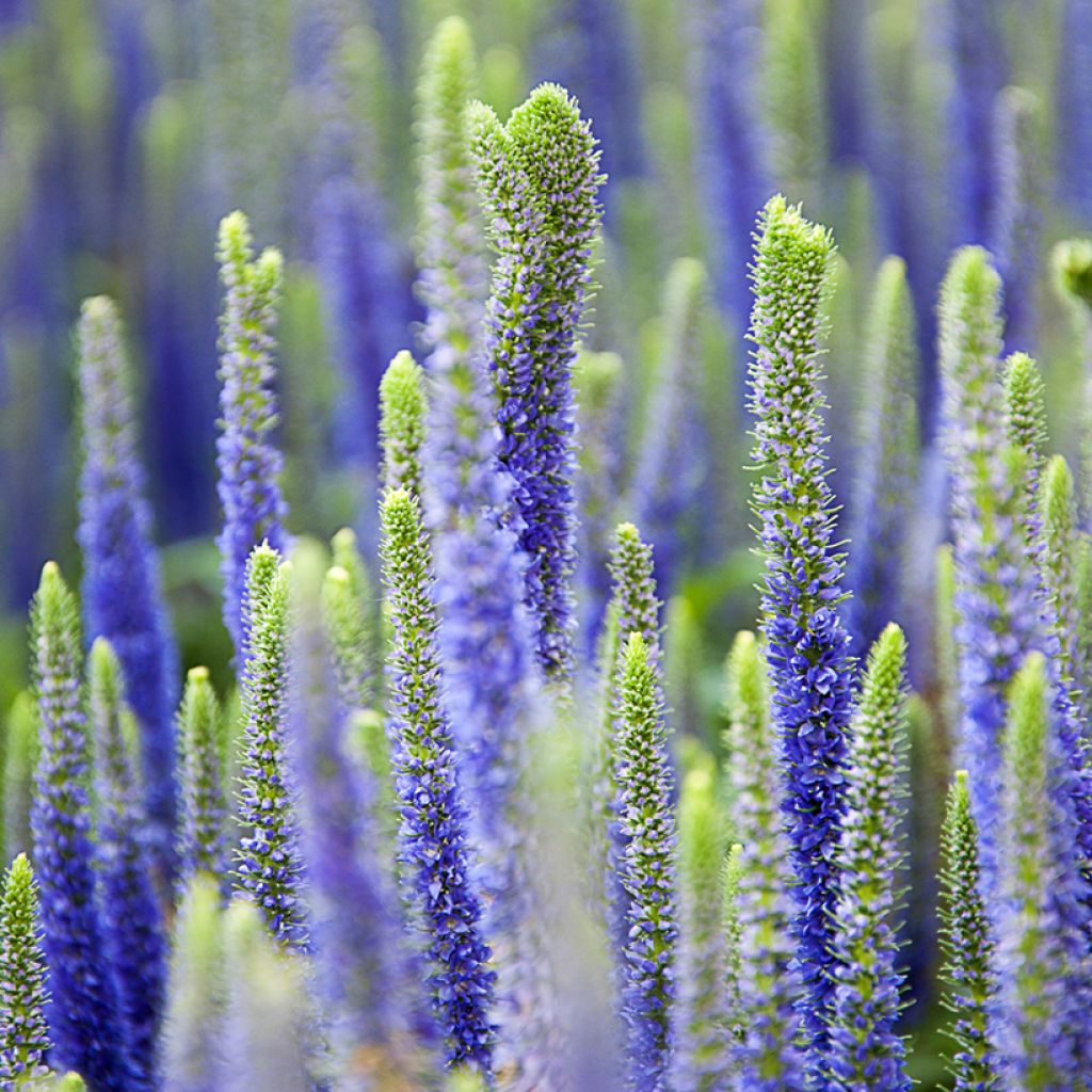 Veronica spicata Royal Candles - Verónica espigada