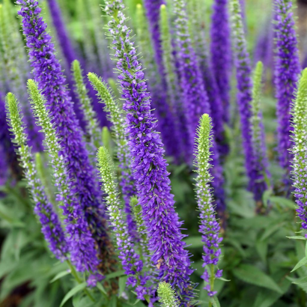 Veronica spicata Royal Candles - Verónica espigada