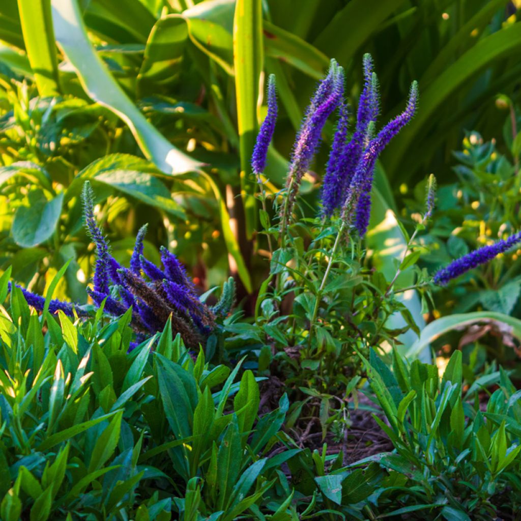 Veronica spicata Royal Candles - Verónica espigada