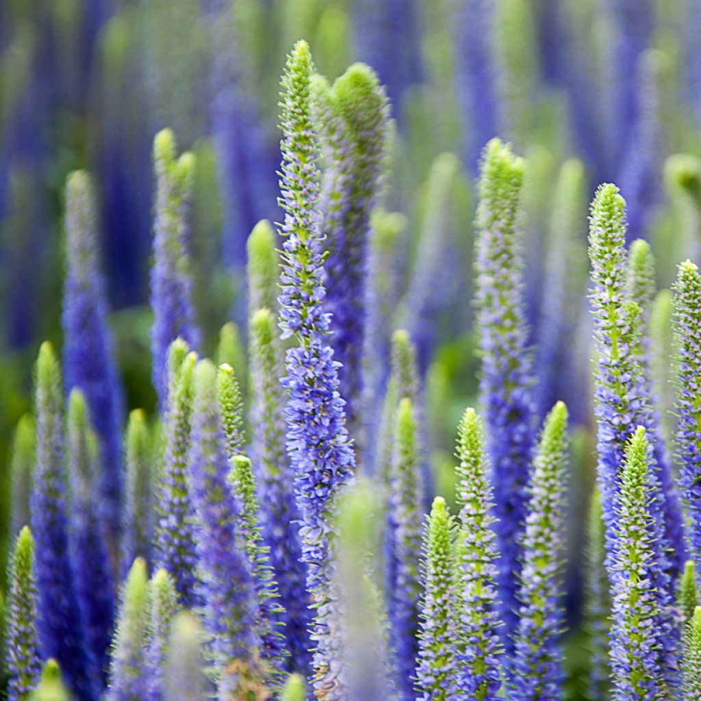 Veronica spicata Royal Candles - Verónica espigada