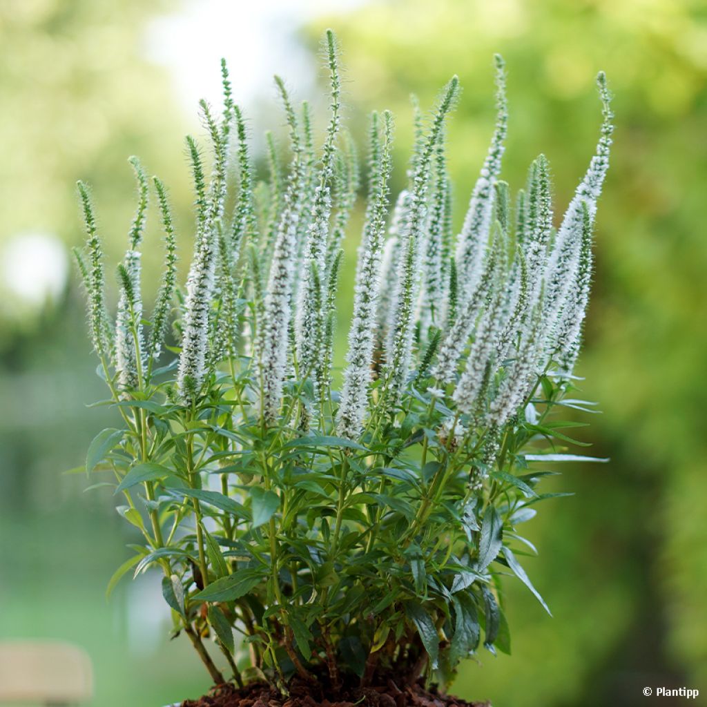 Veronica spicata Snow Candles - Véronique en épis