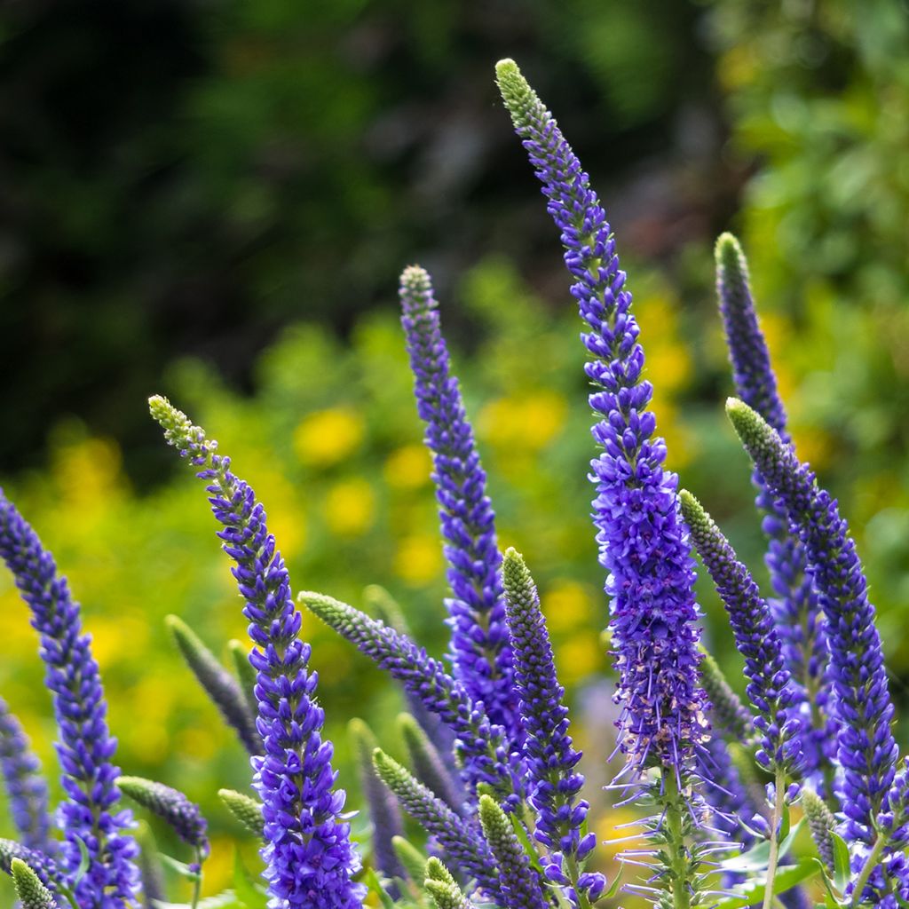 Veronica spicata Ulster Dwarf Blue - Véronique en épis