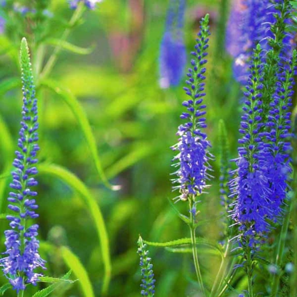 Veronica longifolia, Veronique