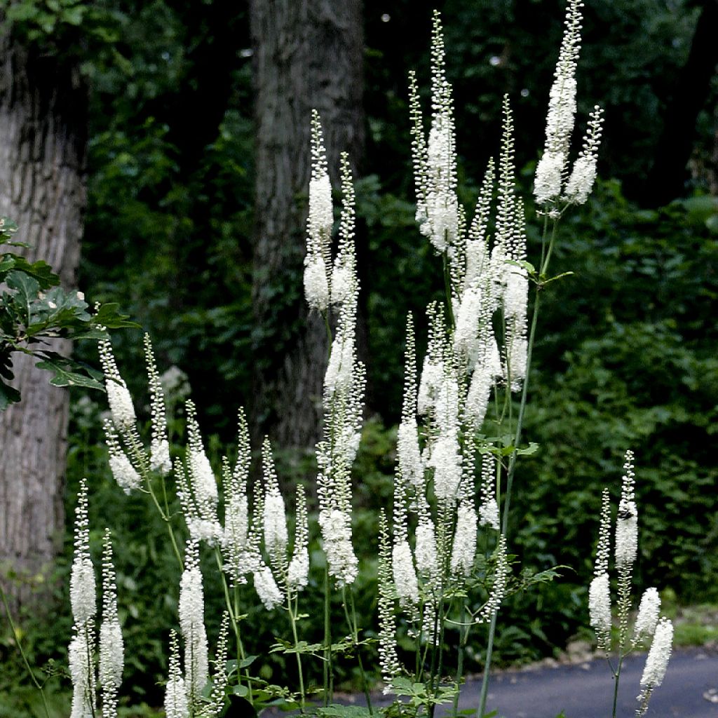 Veronicastrum virginicum Diane