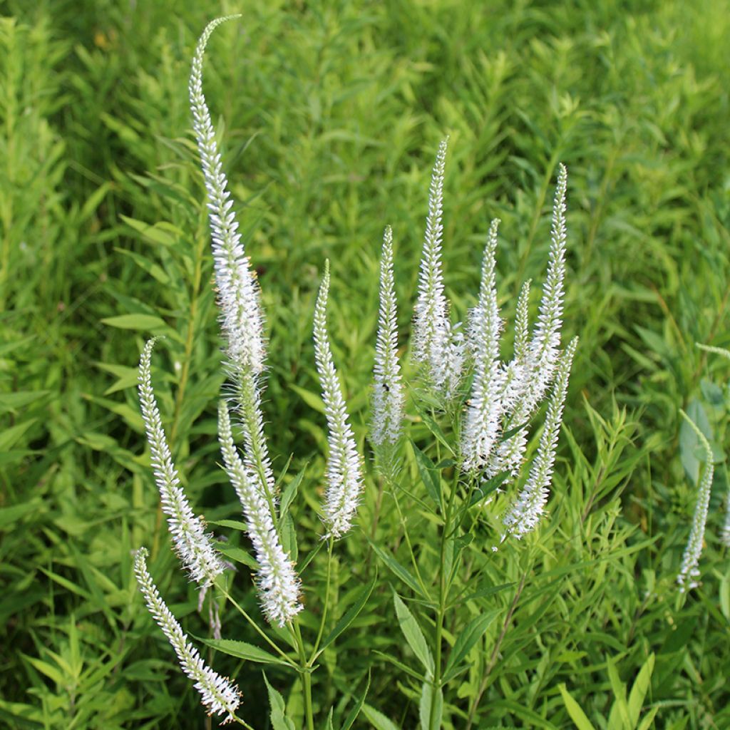 Veronicastrum virginicum Diane