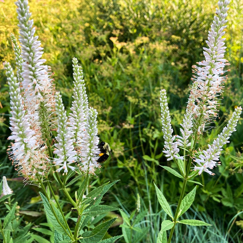 Veronicastrum virginicum Diane