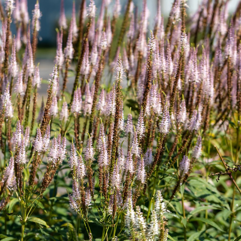 Veronicastrum virginicum Kleine Erika