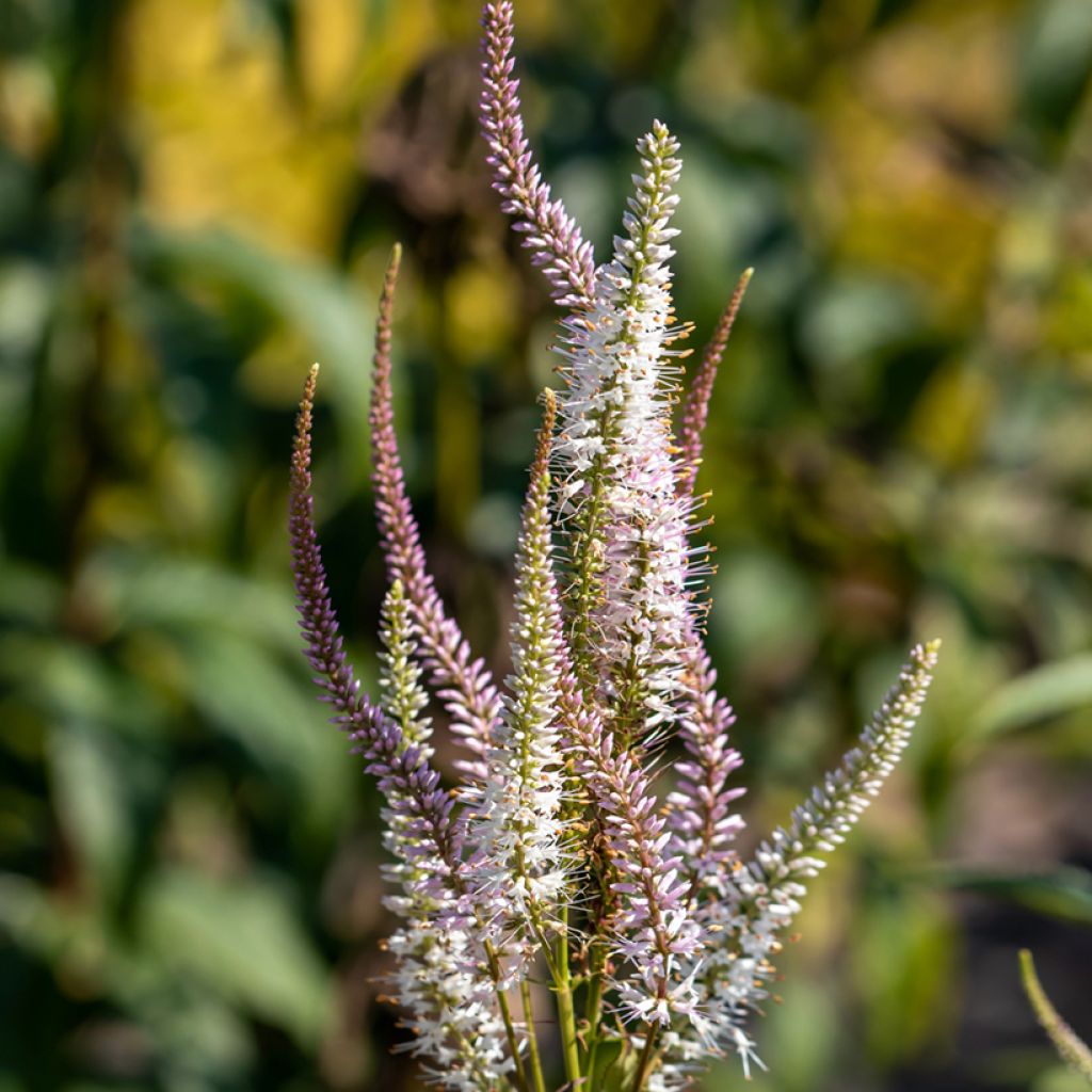 Veronicastrum virginicum Kleine Erika