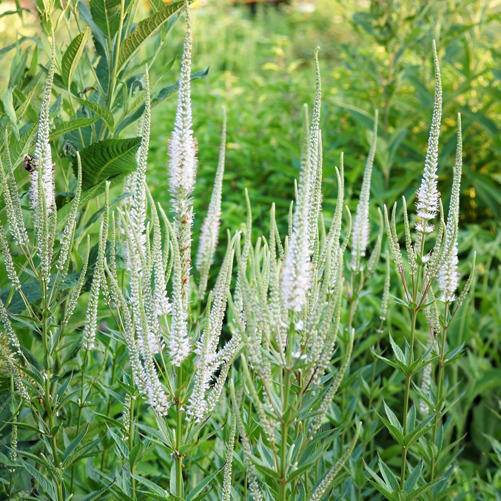 Veronicastrum virginicum var. album