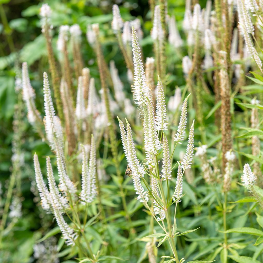 Veronicastrum virginicum var. album