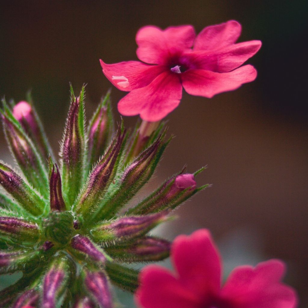 Verbena Endurascape Magenta