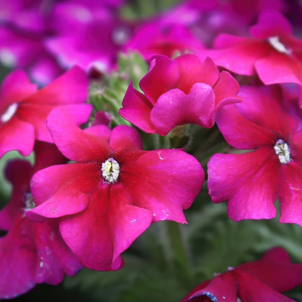 Verbena Endurascape Magenta