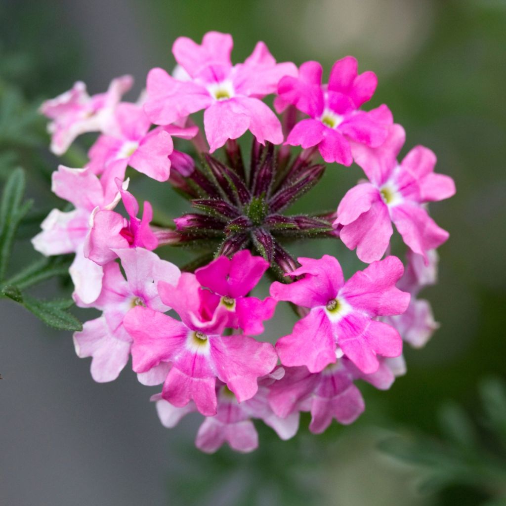 Verbena Endurascape Pink Fizz