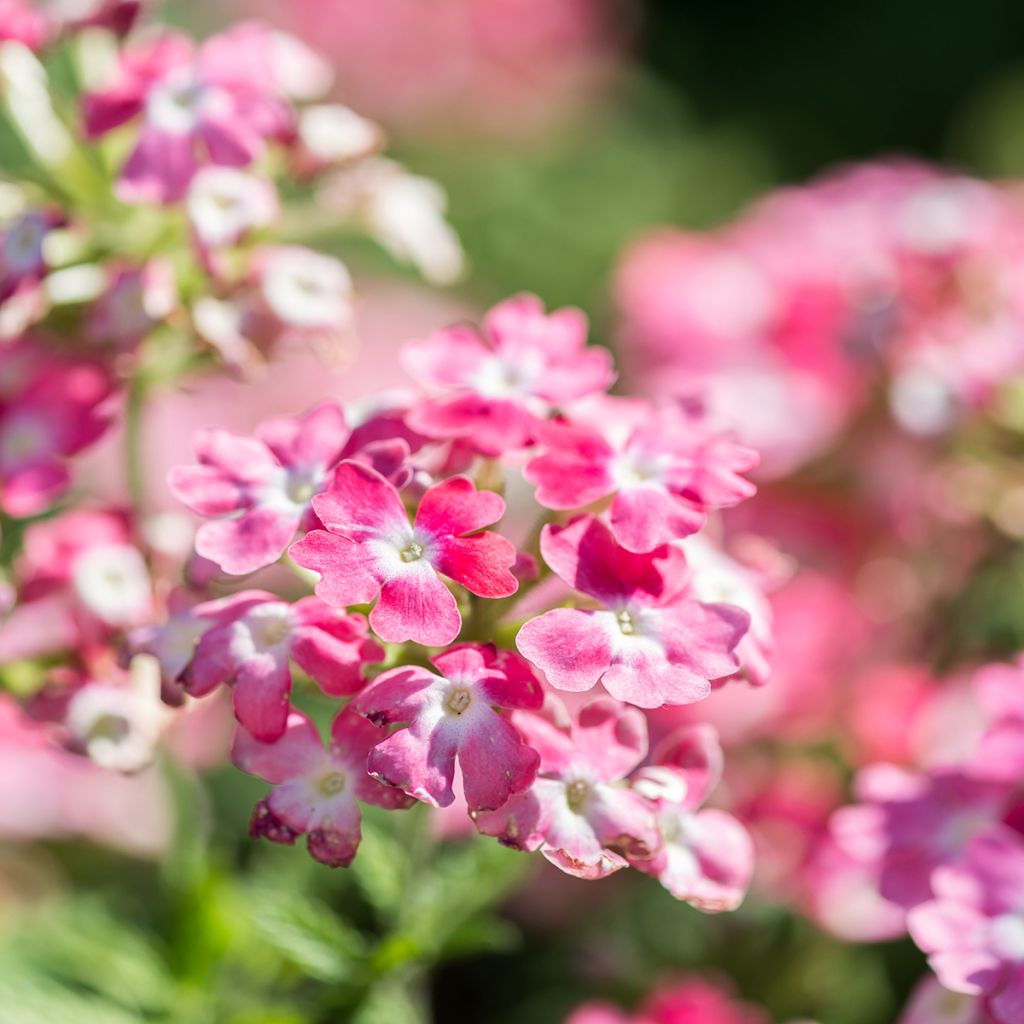 Verbena Endurascape Pink Fizz