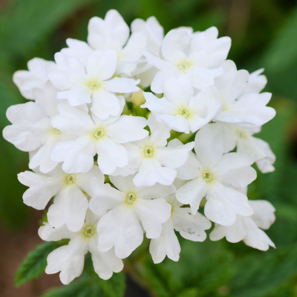 Verbena Endurascape White