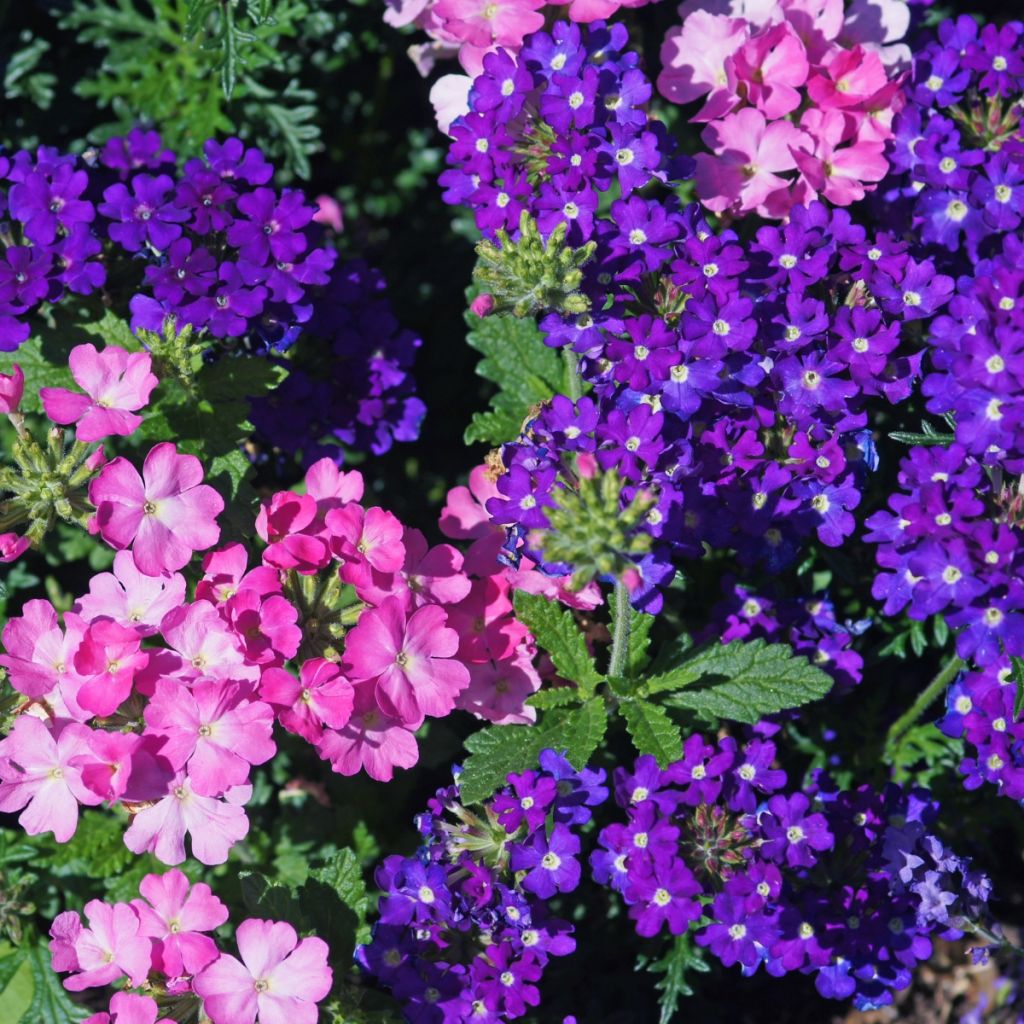 Verbena Vepita Pearl Blue