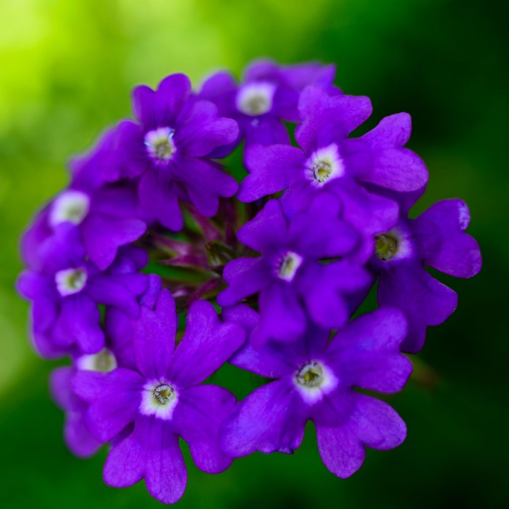 Verbena Vepita Pearl Blue