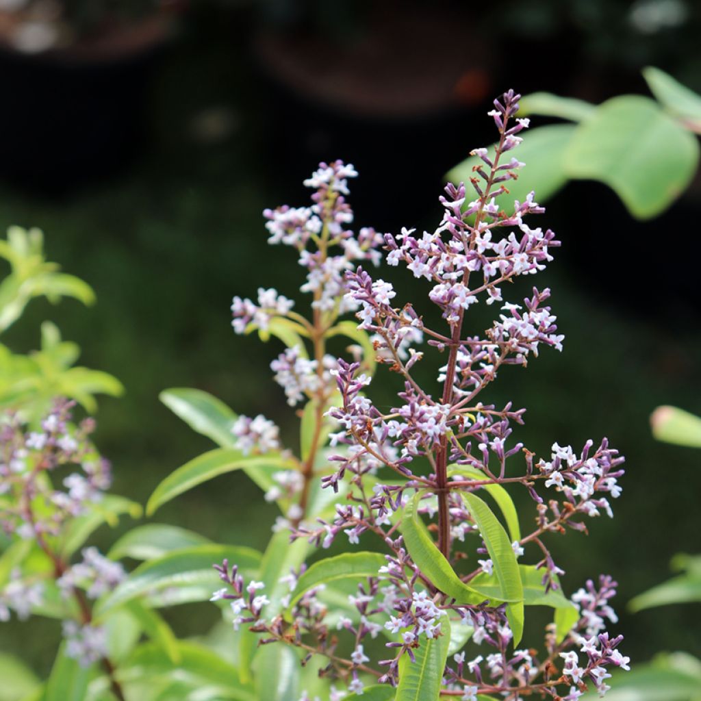 Cedrón BIO - Aloysia citriodora