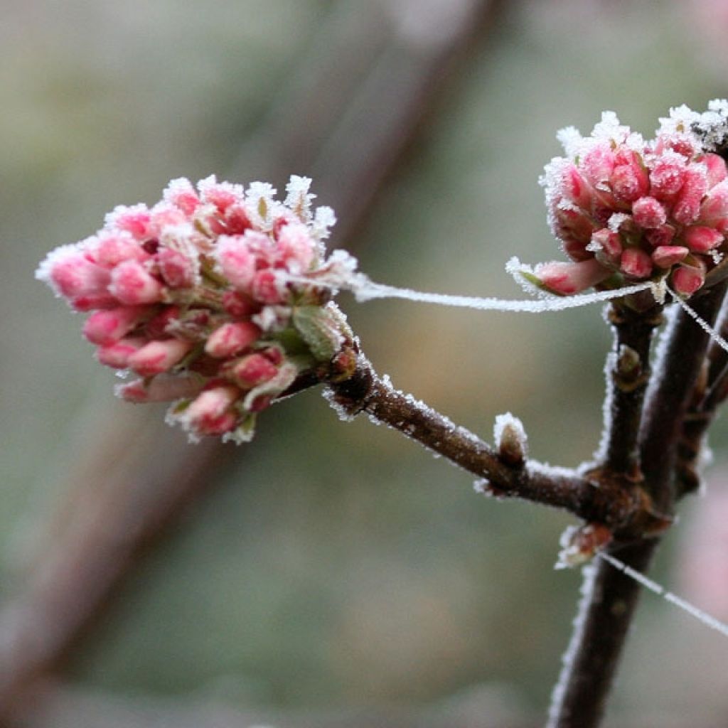 Viorne d hiver, Viburnum bodnantense Dawn