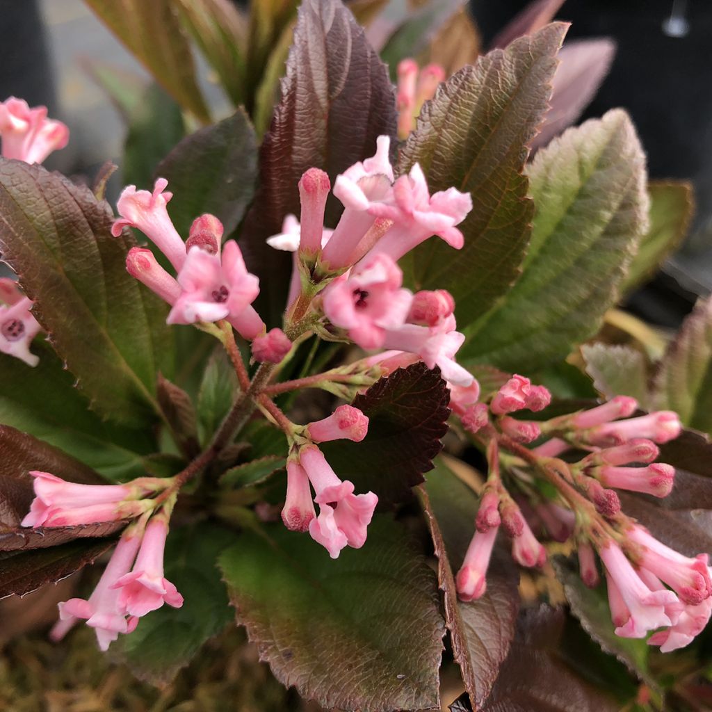 Viorne d'hiver - Viburnum Sweet Talker