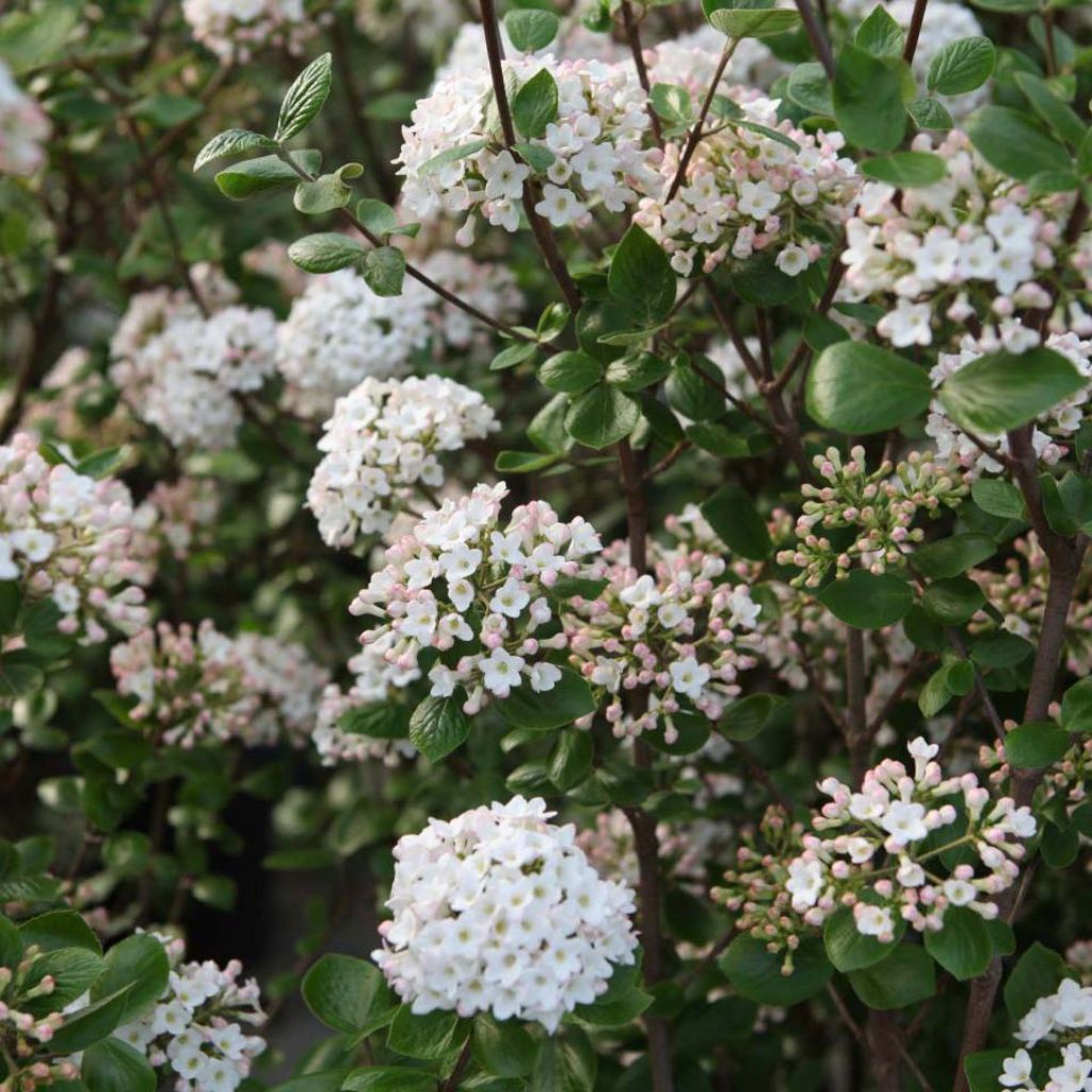 Viorne de Burkwood - Viburnum burkwoodii Ann Russell