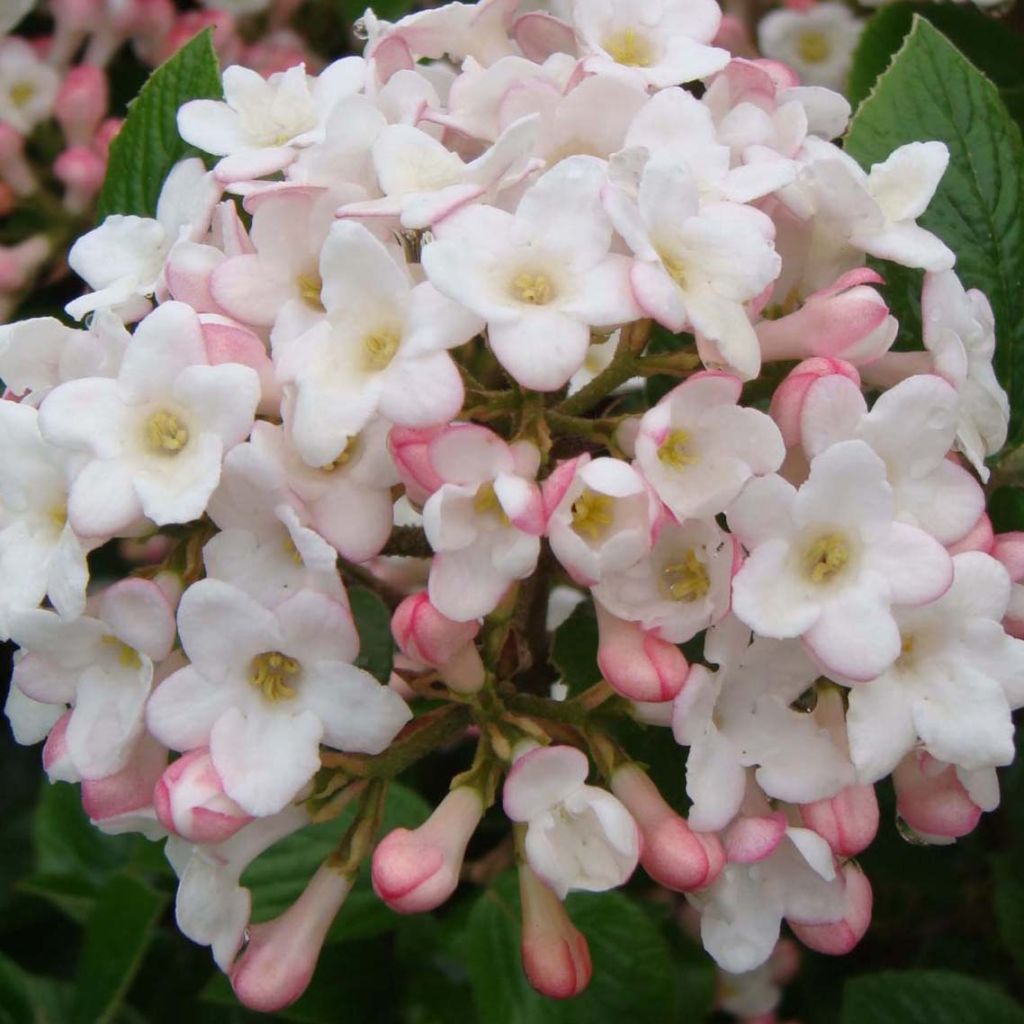 Viorne de Burkwood - Viburnum burkwoodii Ann Russell