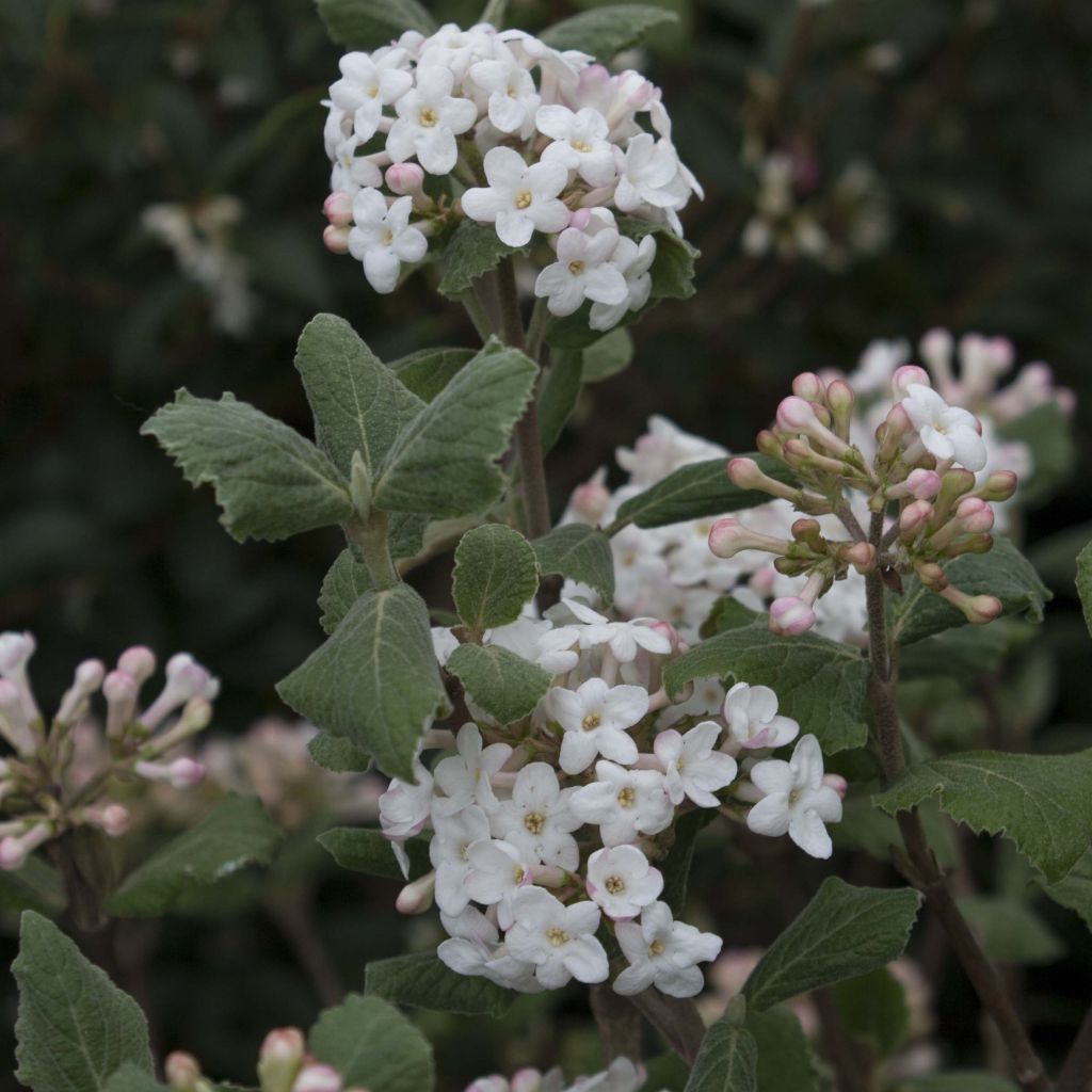 Viburnum carlesii - Viorne de Carle