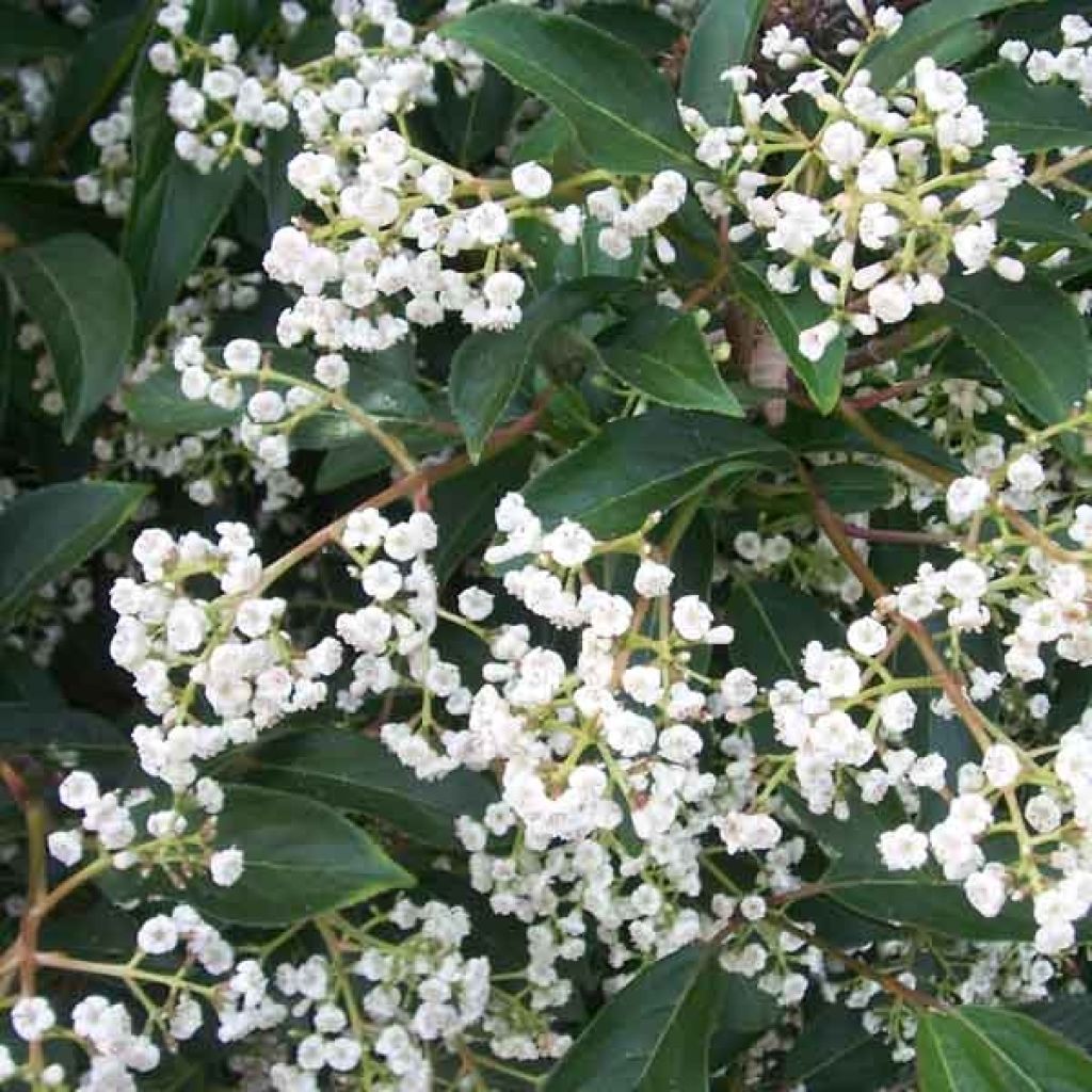 Viburnum hillieri Winton - Viburno