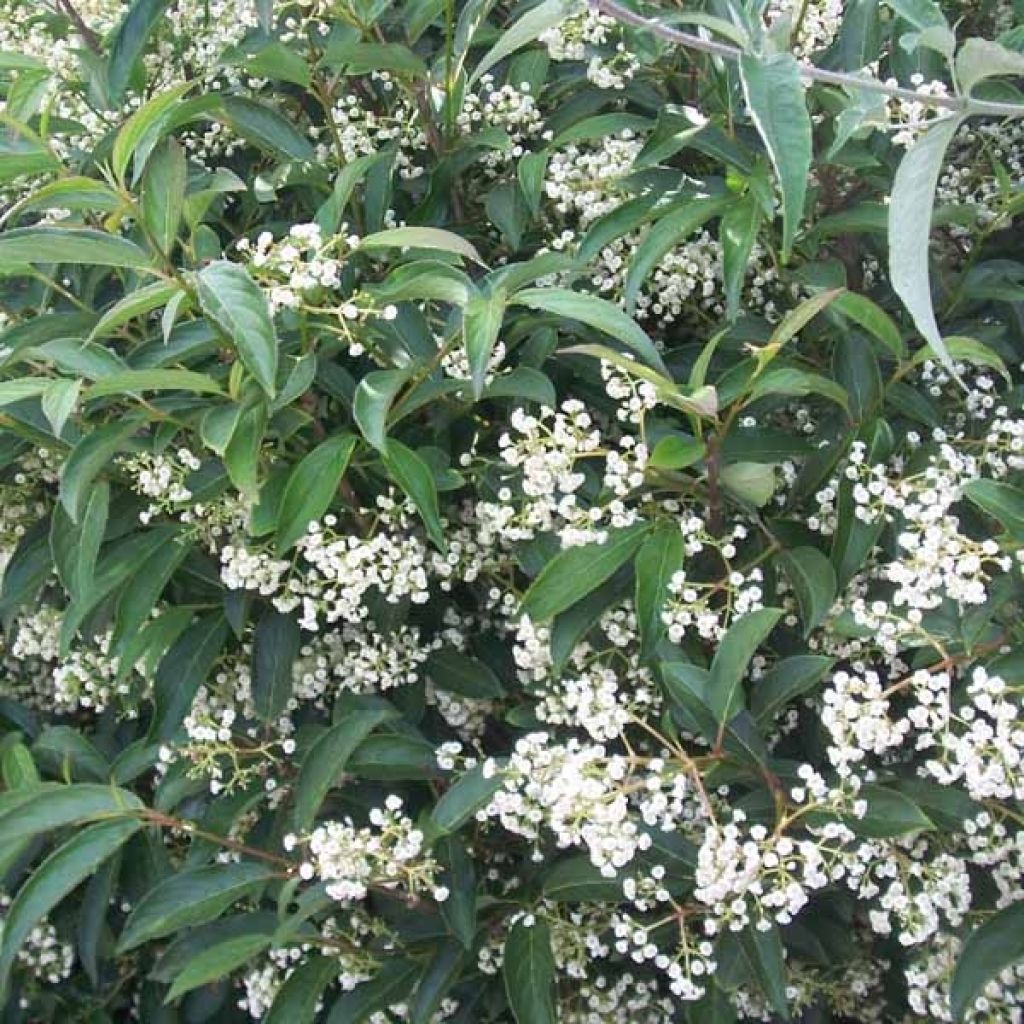 Viburnum hillieri Winton - Viburno