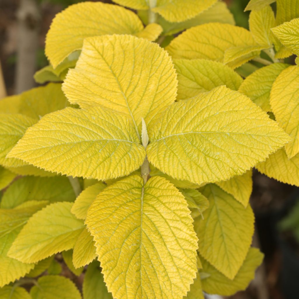 Viburnum lantana Aureum - Morrionera