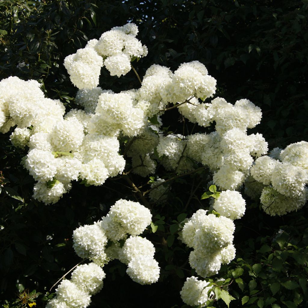 Viorne à grosses têtes - Viburnum macrocephalum