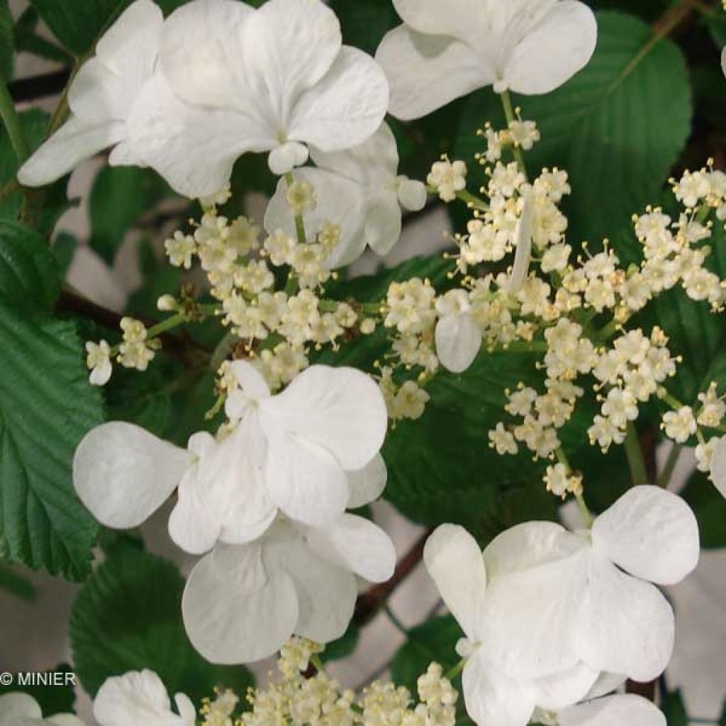 Viburnum plicatum Mariesii Great Star - Viburno de China