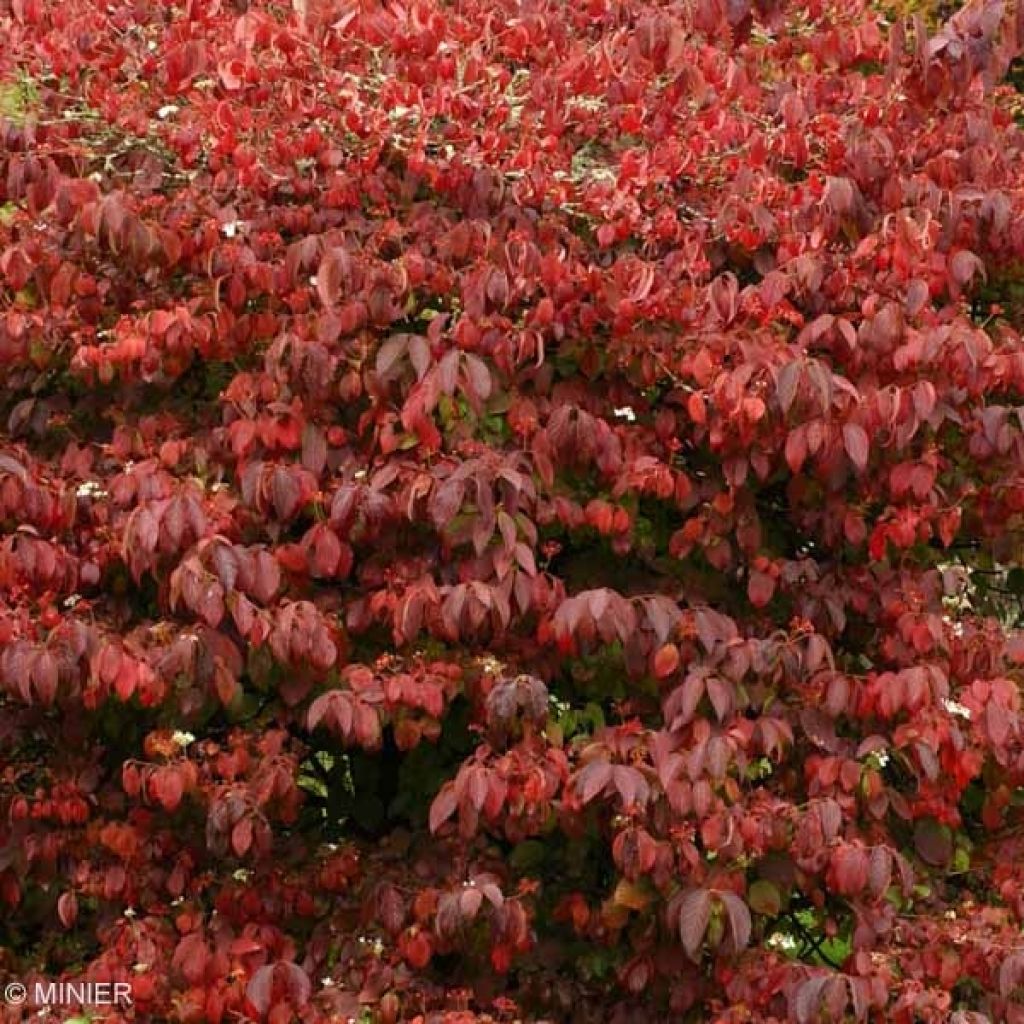 Viburnum plicatum Mariesii Great Star - Viburno de China