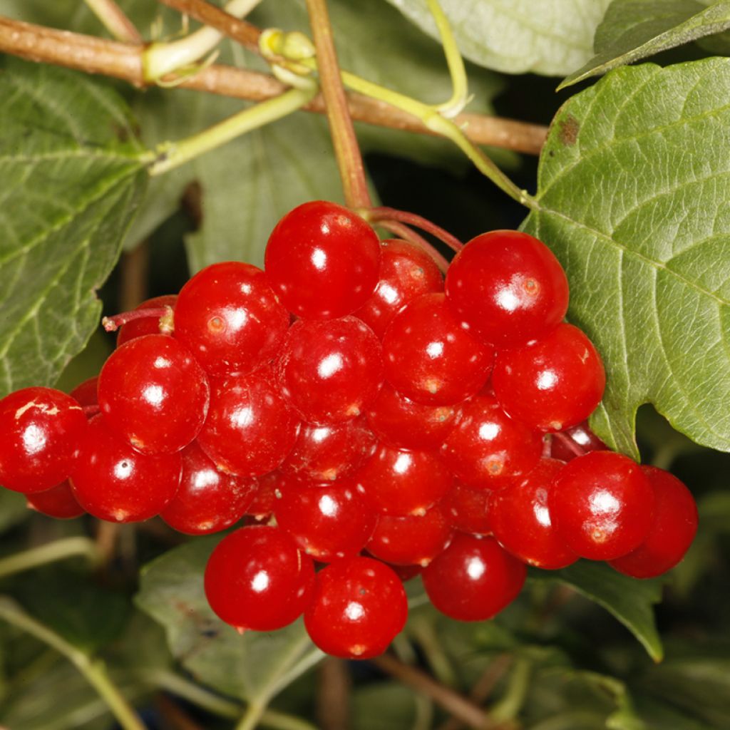 Viorne obier - Viburnum opulus Tajożnyje Rubiny